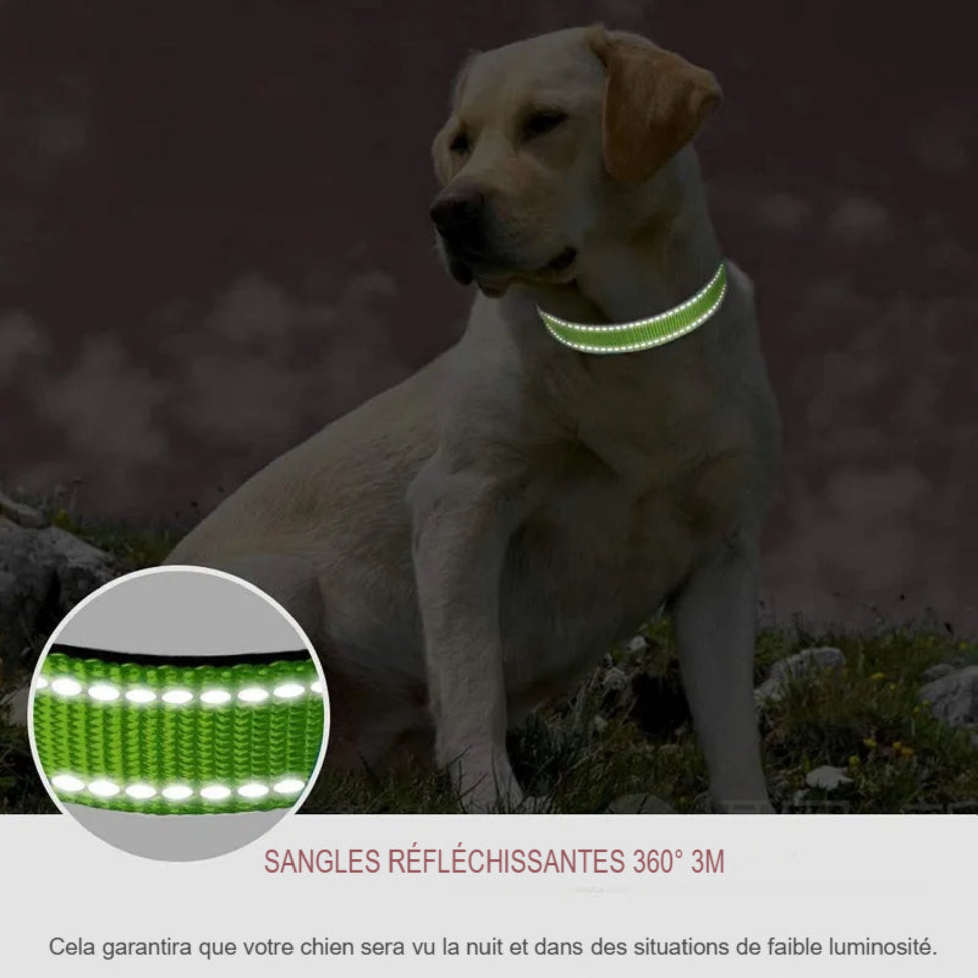 Collier ras du cou décoratif pour petit chien et chiot – Léger, élégant et confortable