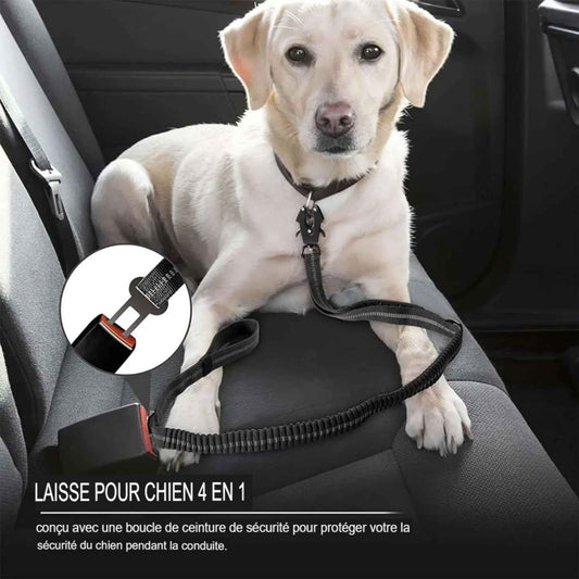 Laisse élastique réfléchissante avec ceinture de sécurité – Balades fluides et sécurité pour chien