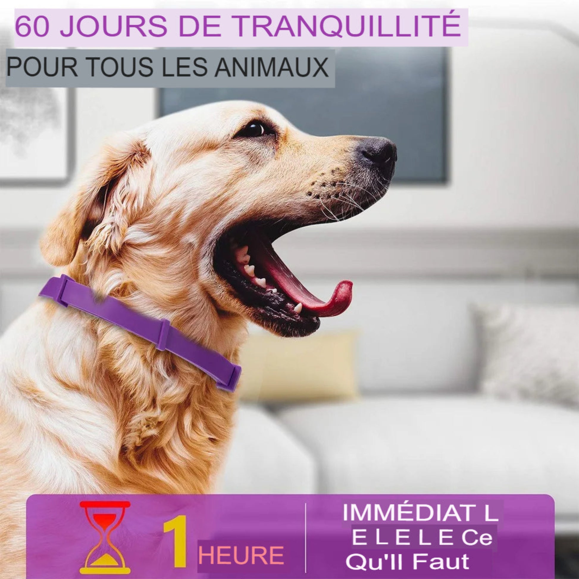 Collier apaisant anti-stress pour chiens et chats aux phéromones naturelles