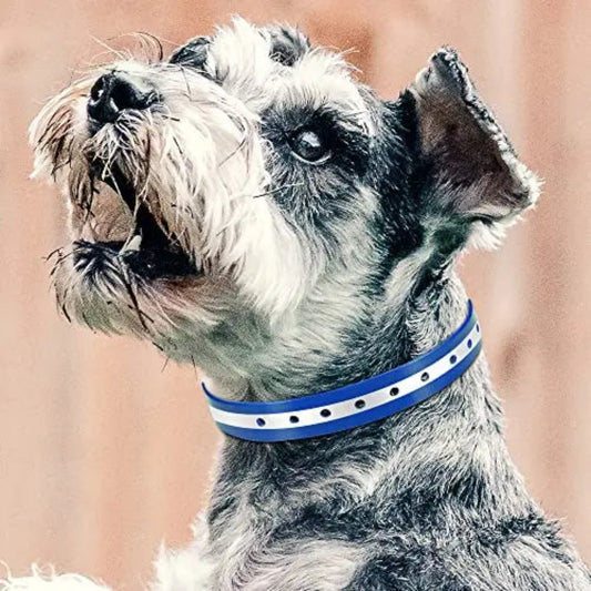 Collier personnalisé pour chien et chat