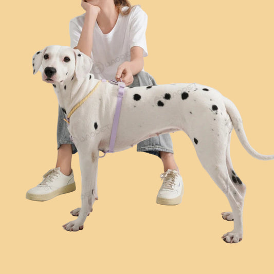 Harnais d’été rafraîchissant pour chien avec gilet respirant en nylon et PVC