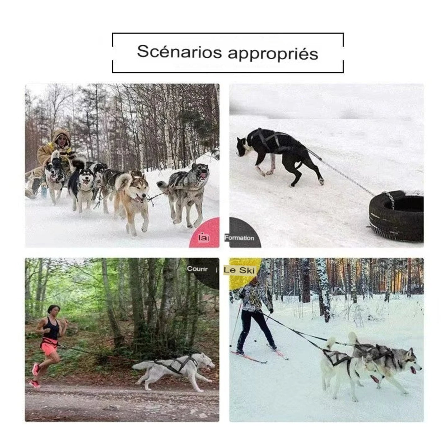 Sangle de Traction pour Chien – Traîneau, Snowboard & Entraînement de Poids | Husky & Samoyède - Le Panier du Chien